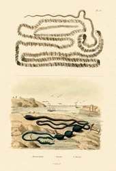 Bandwurm